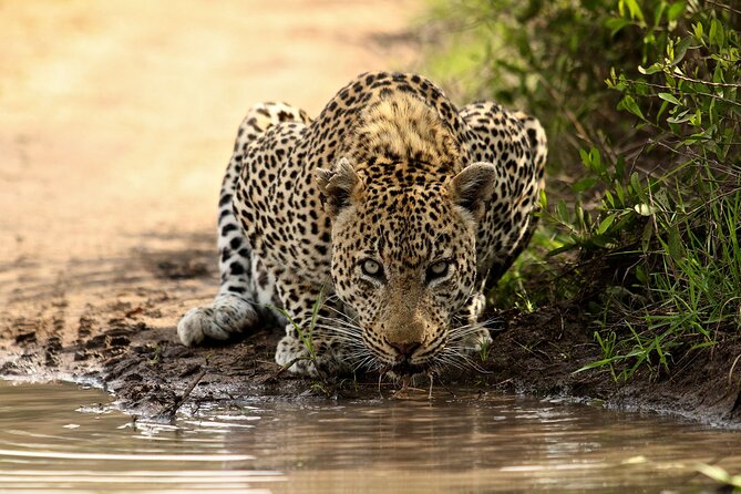 Daily Pilanesberg National Park Private Shuttle Services - The Ride From Johannesburg to Sun City: What You’ll Actually See
