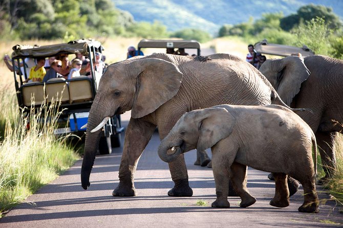 Daily Pilanesberg National Park Private Shuttle Services - Valley of the Waves and Waterworld: The Main Event for Water-Loving Days