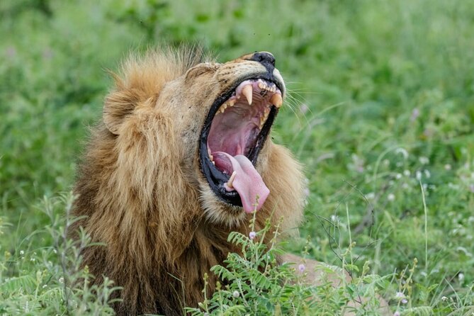 Daily Pilanesberg National Park Private Shuttle Services - Timing, Duration, and How to Avoid the One-Hour Headache