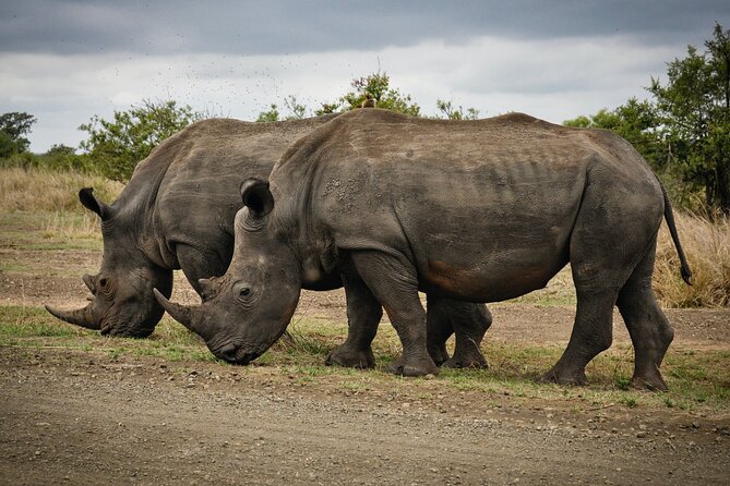 Daily Pilanesberg National Park Private Shuttle Services - Pickup That Feels Like Door-to-Door, Not a Scavenger Hunt