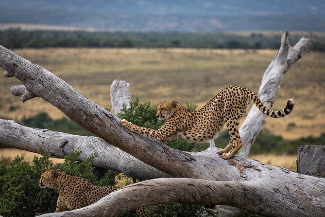 Day Safari at Pumba Private Game Reserve - The 10:00am Game Drive on an Open Luxury Land Rover