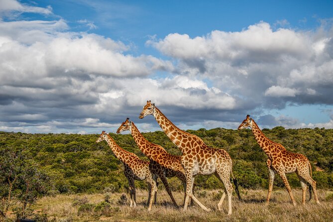 Day Safari at Pumba Private Game Reserve - Weather-Proof Safari Planning: What to Wear and Bring