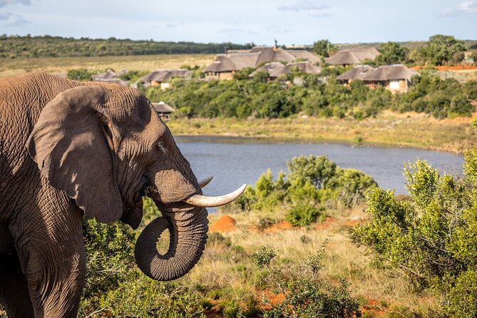 Day Safari at Pumba Private Game Reserve - Should You Book the Day Safari at Pumba Private Game Reserve?