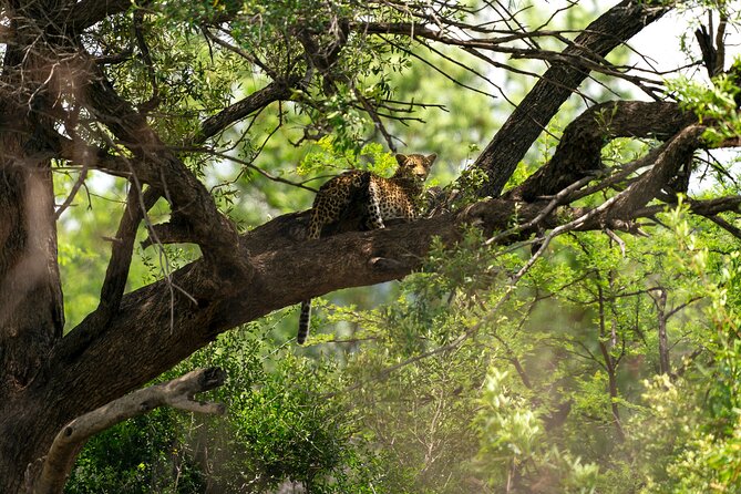 Discover the Pilanesberg with a personalized full day safari - Key things you should know before you go