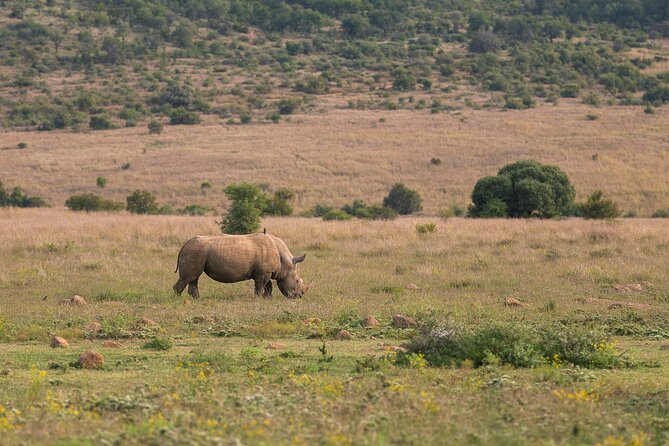 Discover the Pilanesberg with a personalized full day safari - Meals on Safari: Brunch, Lunch, and Staying Comfortable