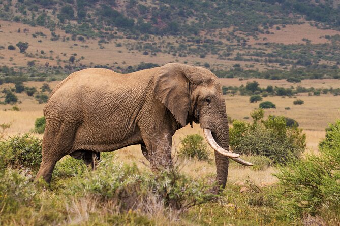 Discover the Pilanesberg with a personalized full day safari - Vehicle Comfort and Timing: Small Details That Matter