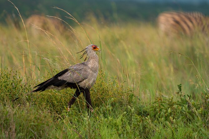 Discover the Pilanesberg with a personalized full day safari - Price and Value: Is $219.33 Worth It?