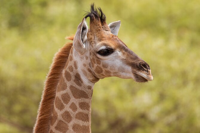 Discover the Pilanesberg with a personalized full day safari - Inside the Park: What a Full Day Drive Really Means