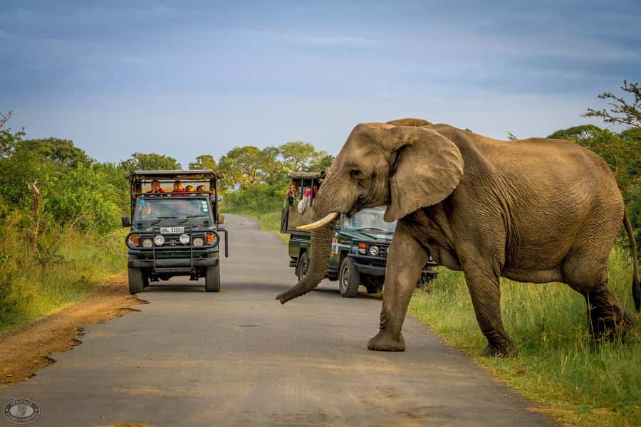 Durban:3 Day Hluhluwe-Imfolozi Park, St Lucia, iSimangaliso - Why This 3-Day Safari Works So Well