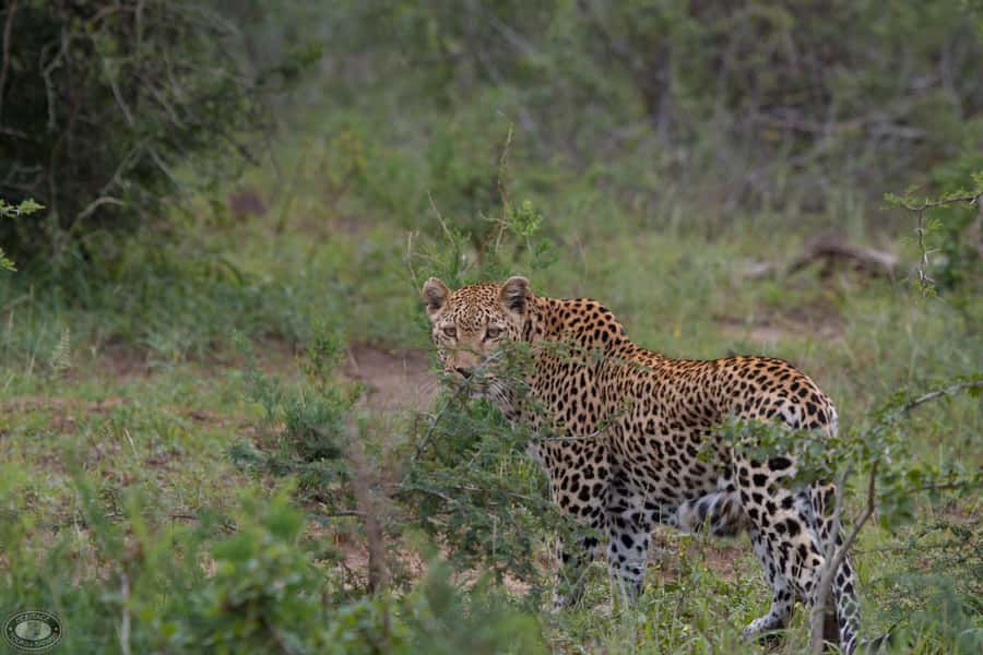 Durban:3 Day Hluhluwe-Imfolozi Park, St Lucia, iSimangaliso - Durban to St Lucia: The Trip Starts With Real Wildlife Time