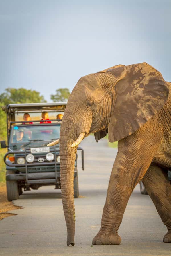 Durban:3 Day Hluhluwe-Imfolozi Park, St Lucia, iSimangaliso - Day 2: The 5:00 AM Hluhluwe-Imfolozi Big 5 Safari in an Open Vehicle
