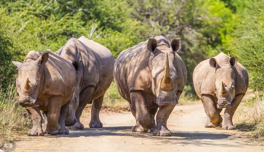 Durban:3 Day Hluhluwe-Imfolozi Park, St Lucia, iSimangaliso - Day 3: Cape Vidal, Snorkeling That Depends on Tide, Then Back to Durban