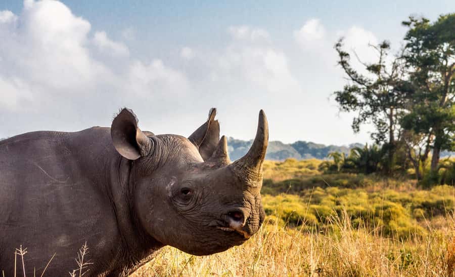 Durban:3 Day Hluhluwe-Imfolozi Park, St Lucia, iSimangaliso - Guides, In-House Operations, and the Small Things You Feel