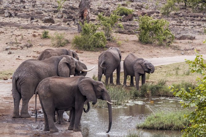 Durban: Big 5 Safari - Open Safari Vehicle at Exclusive Reserve - Key Things to Know Before You Go