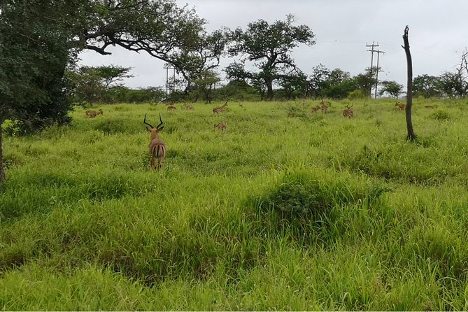 Durban: Big 5 Safari - Open Safari Vehicle at Exclusive Reserve - How Long Is the Safari Day, Really?