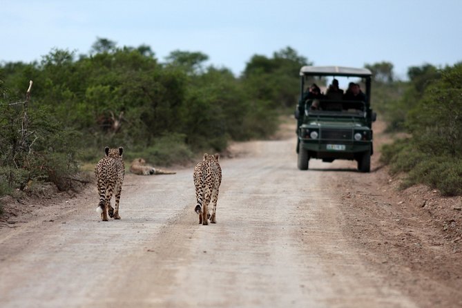 Durban: Big 5 Safari - Open Safari Vehicle at Exclusive Reserve - What You Get: Binoculars, Water, and Multilingual Guide Books
