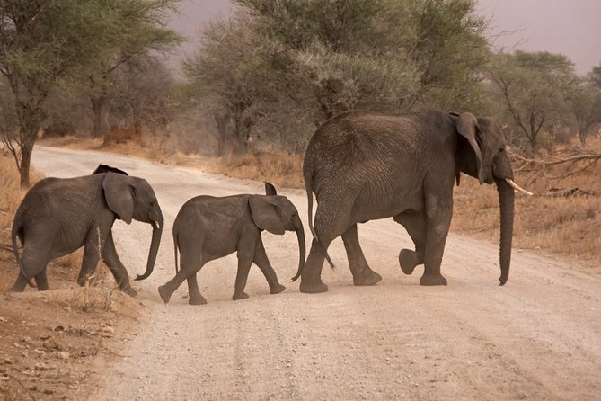 Durban: Big 5 Safari - Open Safari Vehicle at Exclusive Reserve - Pickup in Greater Durban: Easy Start, Early Reality