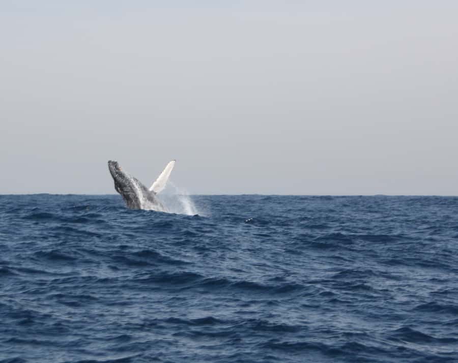 Durban: Durban: Whale and Dolphin Watching Boat Tour - Is this Durban whale and dolphin tour right for you?