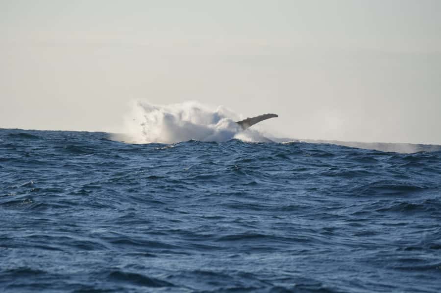 Durban: Durban: Whale and Dolphin Watching Boat Tour - Where the boat tour starts at Wilson’s Wharf Marina