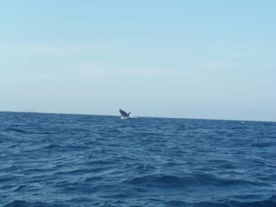 Durban: Whale and Dolphin Watching Boat Tour