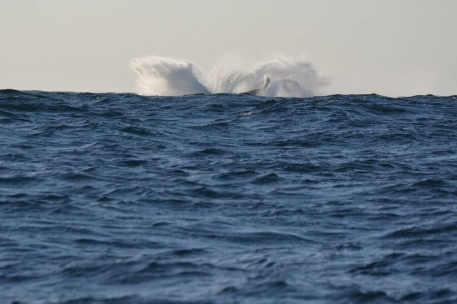 Durban: Durban: Whale and Dolphin Watching Boat Tour - Dolphins, turtles, and other marine surprises you might spot