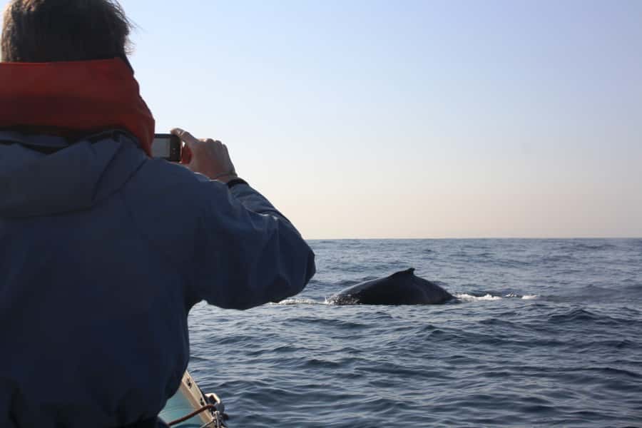 Durban: Durban: Whale and Dolphin Watching Boat Tour - Price and value: is $102 worth it?