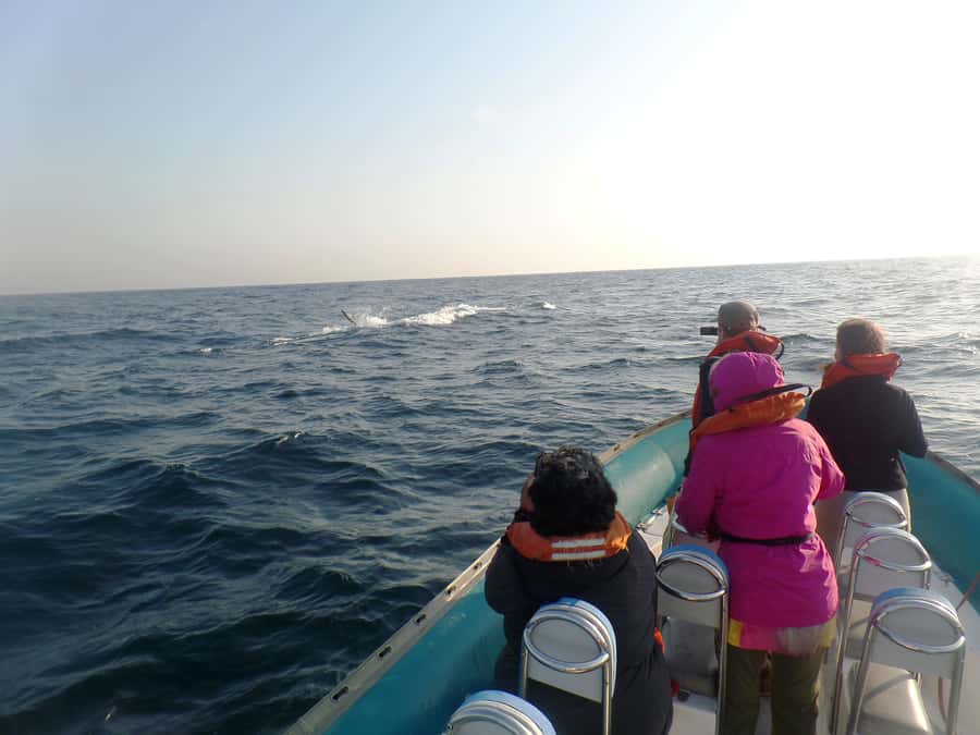 Durban: Durban: Whale and Dolphin Watching Boat Tour - What to bring (and what to skip) for a comfortable day on the water