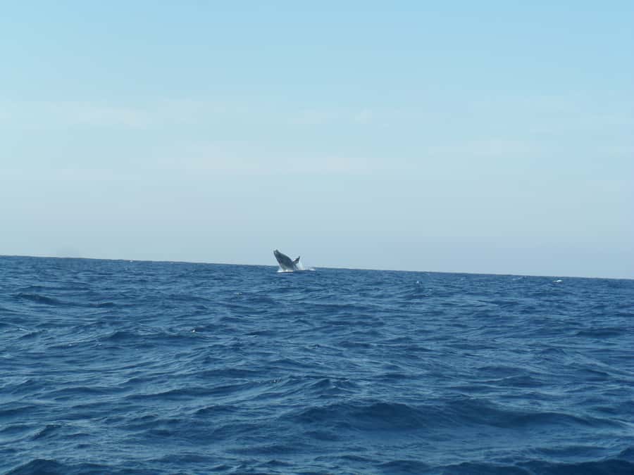 Durban: Durban: Whale and Dolphin Watching Boat Tour - Your 2 hours on the Indian Ocean, from harbor to open water