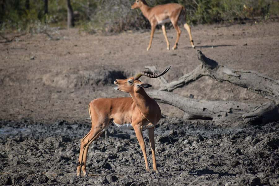 Durban: Full Day Hluhluwe-iMfolozi Game Reserve with lunch - Key reasons this safari day works