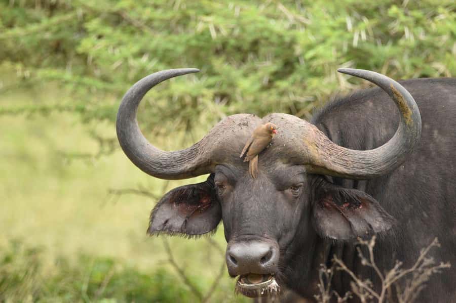 Durban: Full Day Hluhluwe-iMfolozi Game Reserve with lunch - Durban pickup at 5:00 AM, and why it sets your whole day up