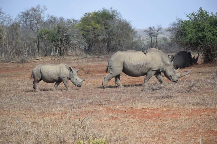 Durban: Full Day Hluhluwe-iMfolozi Game Reserve with lunch - Wildlife viewing: how to get the most from 5.5 hours of game drive time