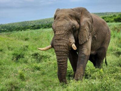 Full Day Hluhluwe-iMfolozi Game Reserve with lunch