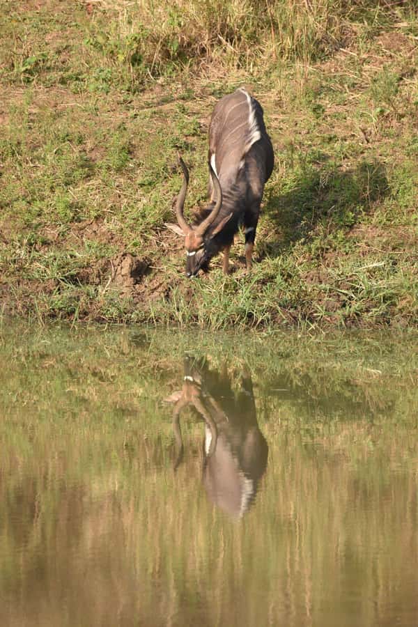 Durban: Full Day Hluhluwe-iMfolozi Game Reserve with lunch - Should you book the Durban to Hluhluwe-iMfolozi day safari?