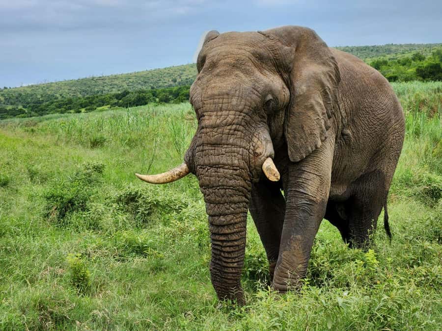 Durban: Full Day Hluhluwe-iMfolozi Game Reserve with lunch - Why Hluhluwe-iMfolozi is famous for white rhinos
