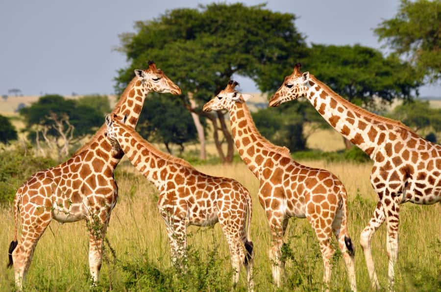 Durban: Half Day Phezulu Safari Park and Durban City Tour - Key Things You’ll Actually Notice on This Tour