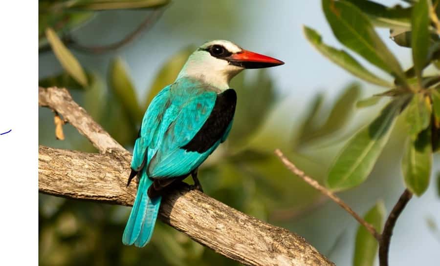 Durban: Half Day Phezulu Safari Park and Durban City Tour - Durban City Tour Highlights: Golden Mile, Promenade, and Victoria Street Market