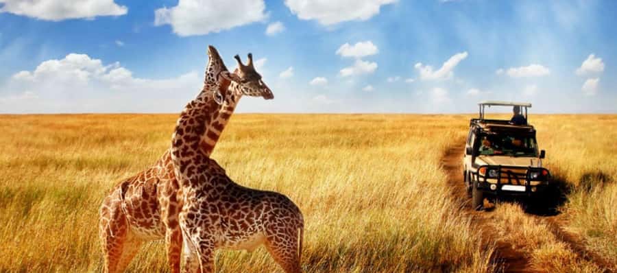 Durban: Half Day Phezulu Safari Park and Durban City Tour - Who This Tour Suits Best (And Who Might Skip It)