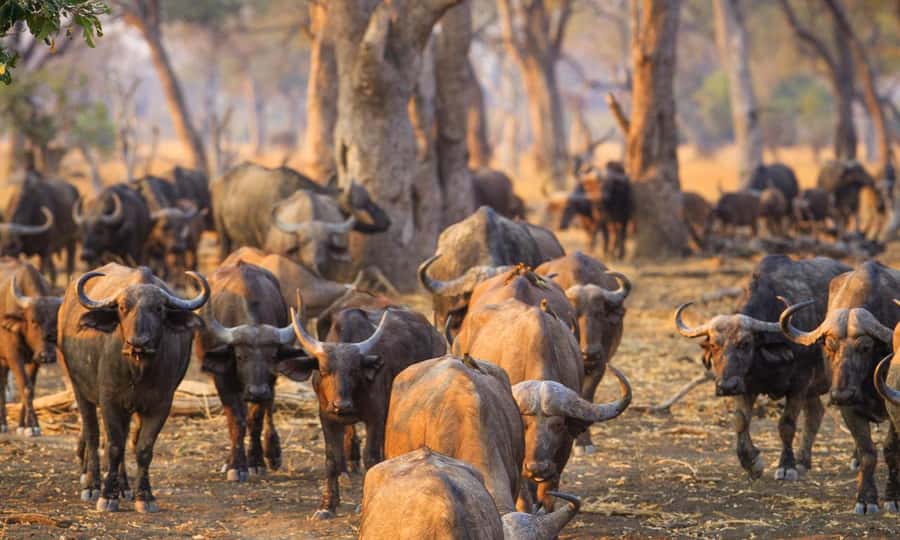 Durban: Hluhluwe Big 5 Safari with Pro Zeiss Binoculars - Key things I’d circle before you book