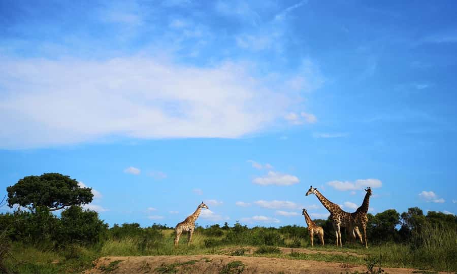 Durban: Hluhluwe Big 5 Safari with Pro Zeiss Binoculars - Hluhluwe-Imfolozi: A safari that puts rhino recovery front and center