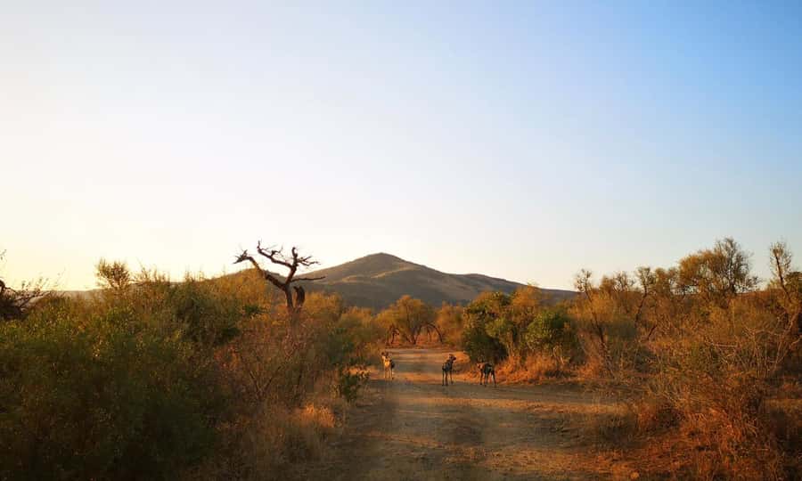 Durban: Hluhluwe Big 5 Safari with Pro Zeiss Binoculars - Imfolozi morning: Flat plains, elephants, rhinos, and real search time