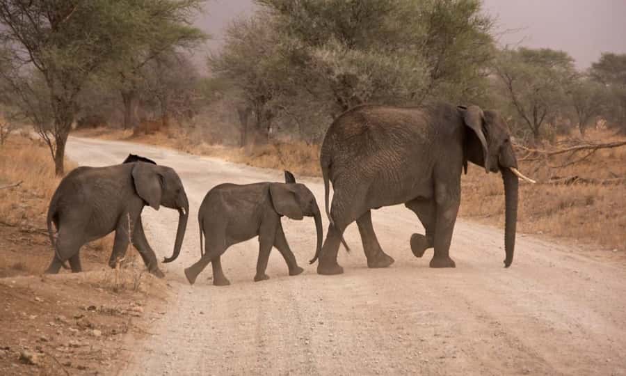 Durban: Hluhluwe Big 5 Safari with Pro Zeiss Binoculars - Hluhluwe afternoon drive: Narrower chances, more predator energy
