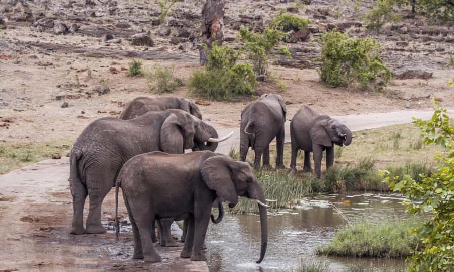 Durban: Hluhluwe Big 5 Safari with Pro Zeiss Binoculars - Price and value at about $202 per person