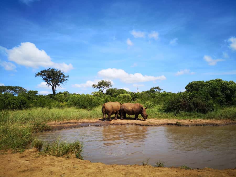 Durban: Hluhluwe Big 5 Safari with Pro Zeiss Binoculars - The 5am start: Why you’re up early and why it helps