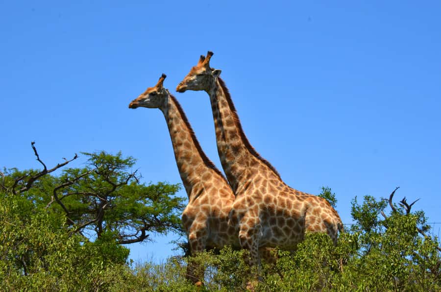 Durban: Hluhluwe Imfolozi Safari & iSimangaliso Tour - Key things to look forward to