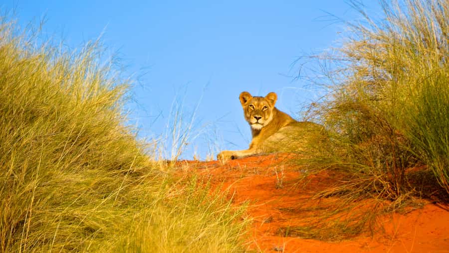 Durban: Hluhluwe Imfolozi Safari & iSimangaliso Tour - Why this Durban safari day works, iSimangaliso to Hluhluwe-Imfolozi
