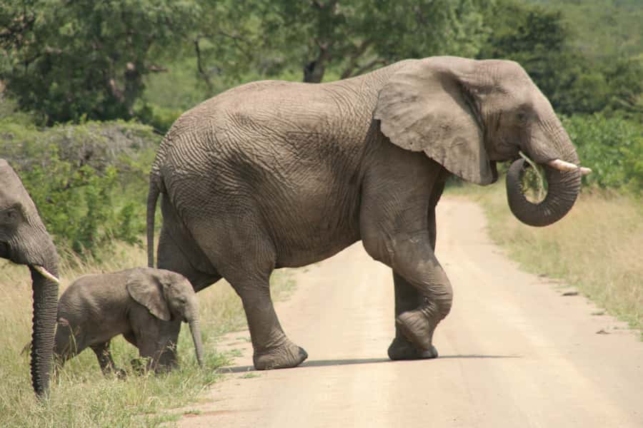 Durban: Hluhluwe Imfolozi Safari & iSimangaliso Tour - Hluhluwe-Imfolozi game drive, Big Five chances in a closed safari vehicle