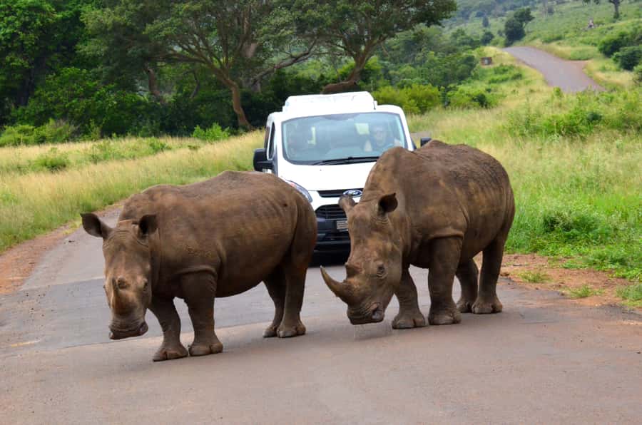 Durban: Hluhluwe Imfolozi Safari & iSimangaliso Tour - iSimangaliso Wetlands Park, boat wildlife in a UNESCO World Heritage site
