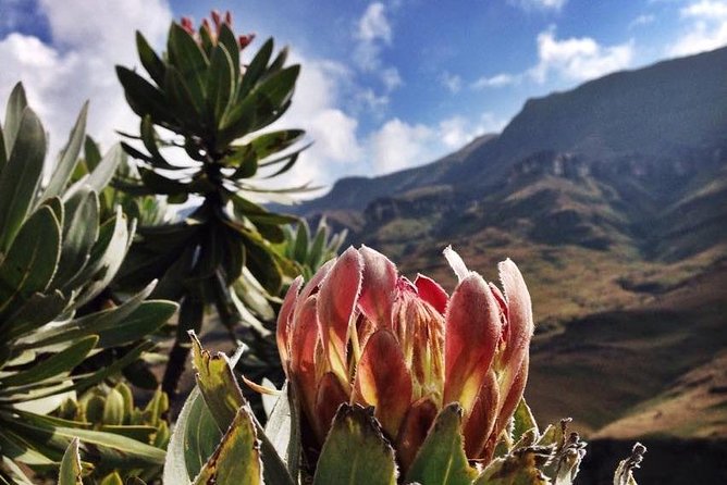 Durban: Journey along the Epic Sani Pass & Lesotho Tour - Crossing into Lesotho: passport stamp time, rondavels, and Basotho bread