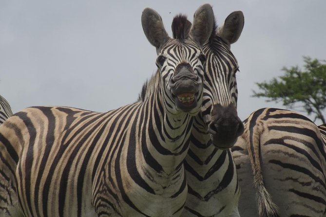Durban Shore Excursion: Private Small Group Tala Game Reserve - Key things to know before you go