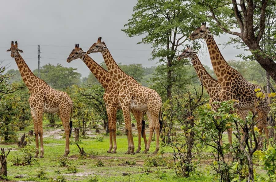 Durban: Tala Game Reserve, Natal Lion Park, and Phezulu Park - Phezulu Safari Park and Zulu culture in the Valley of 1000 Hills